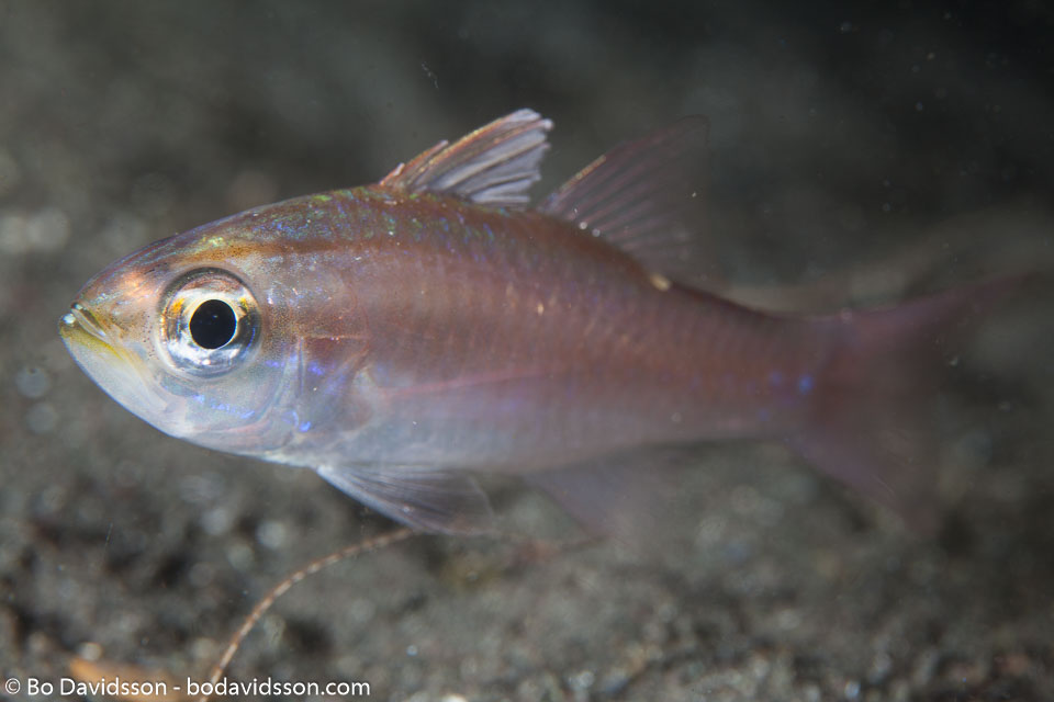 BD-141012-Komodo-4528-Ostorhinchus-chrysotaenia-(Bleeker.-1851)-[Yellowlined-cardinalfish].jpg